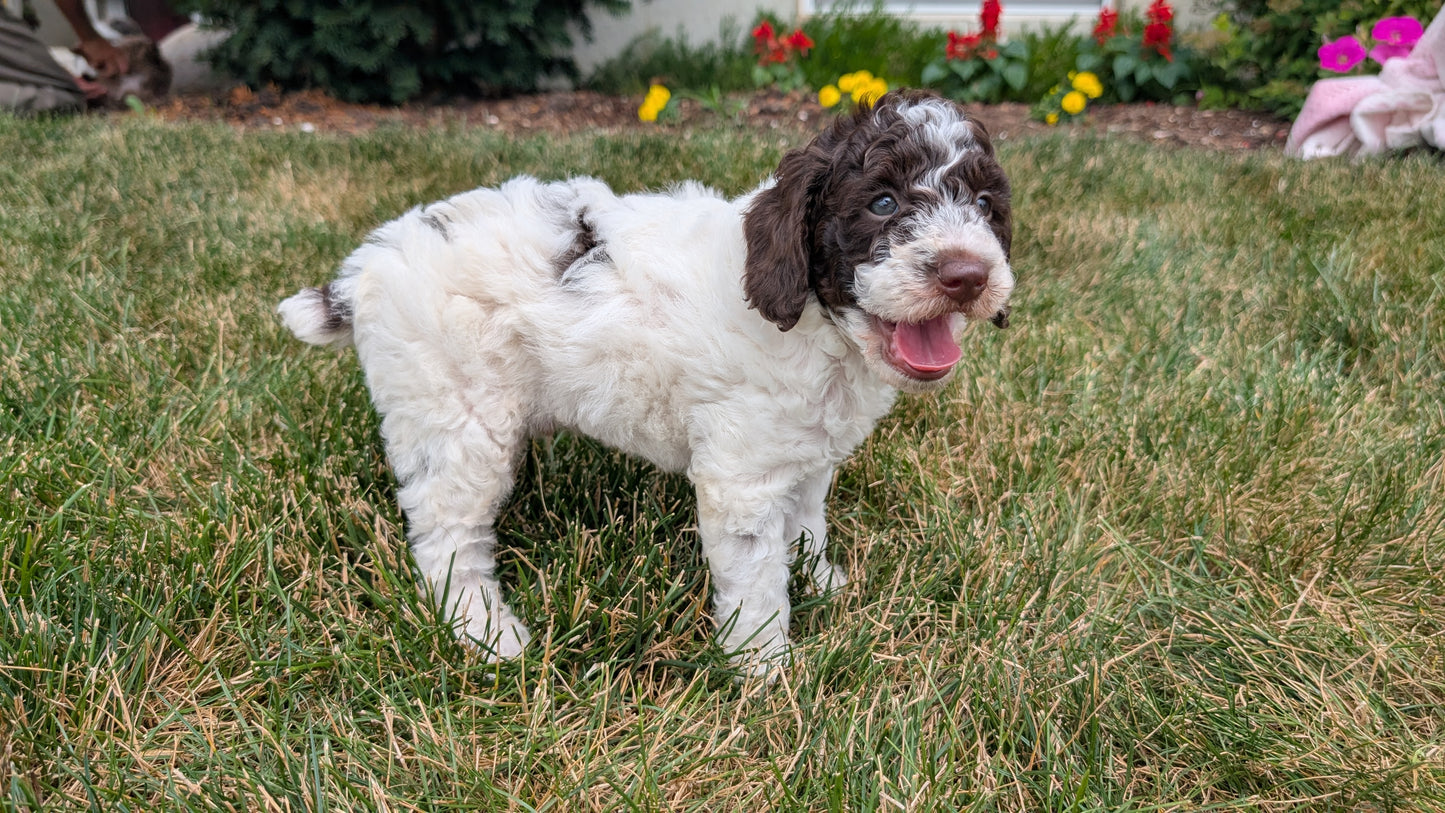 MINI POODLE (06/07) MALE