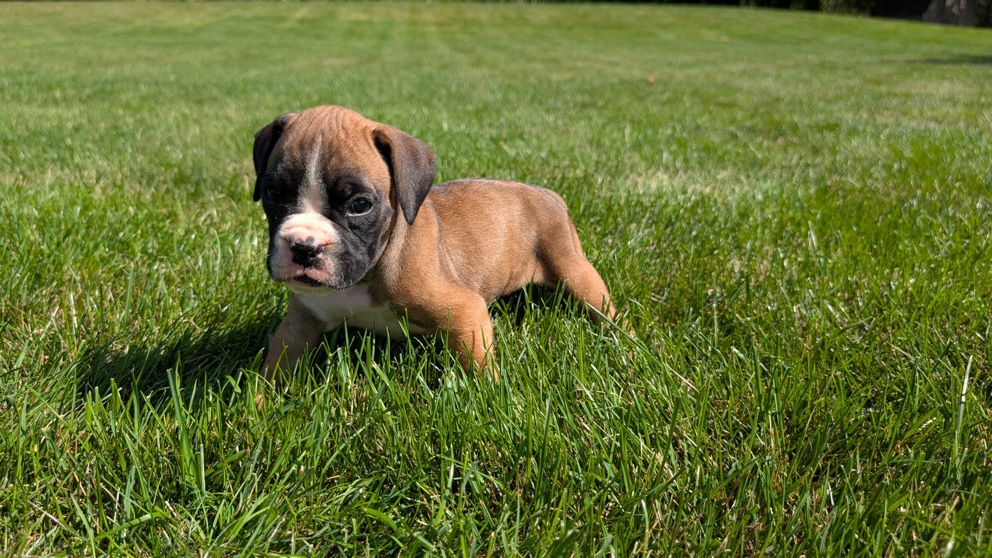 BOXER (08/20) FEMALE
