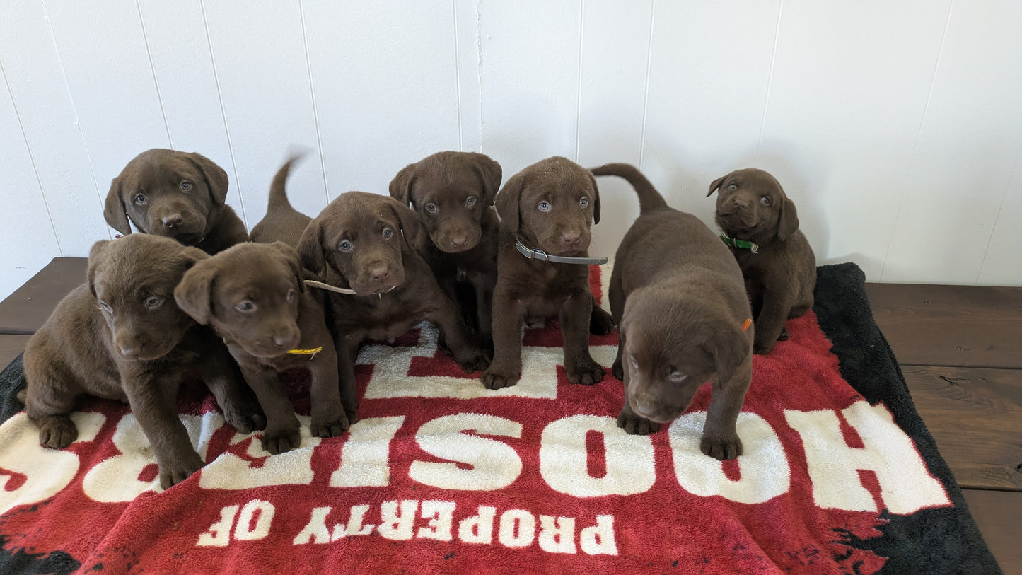 LABRADOR RETRIEVER (11/03) MALE