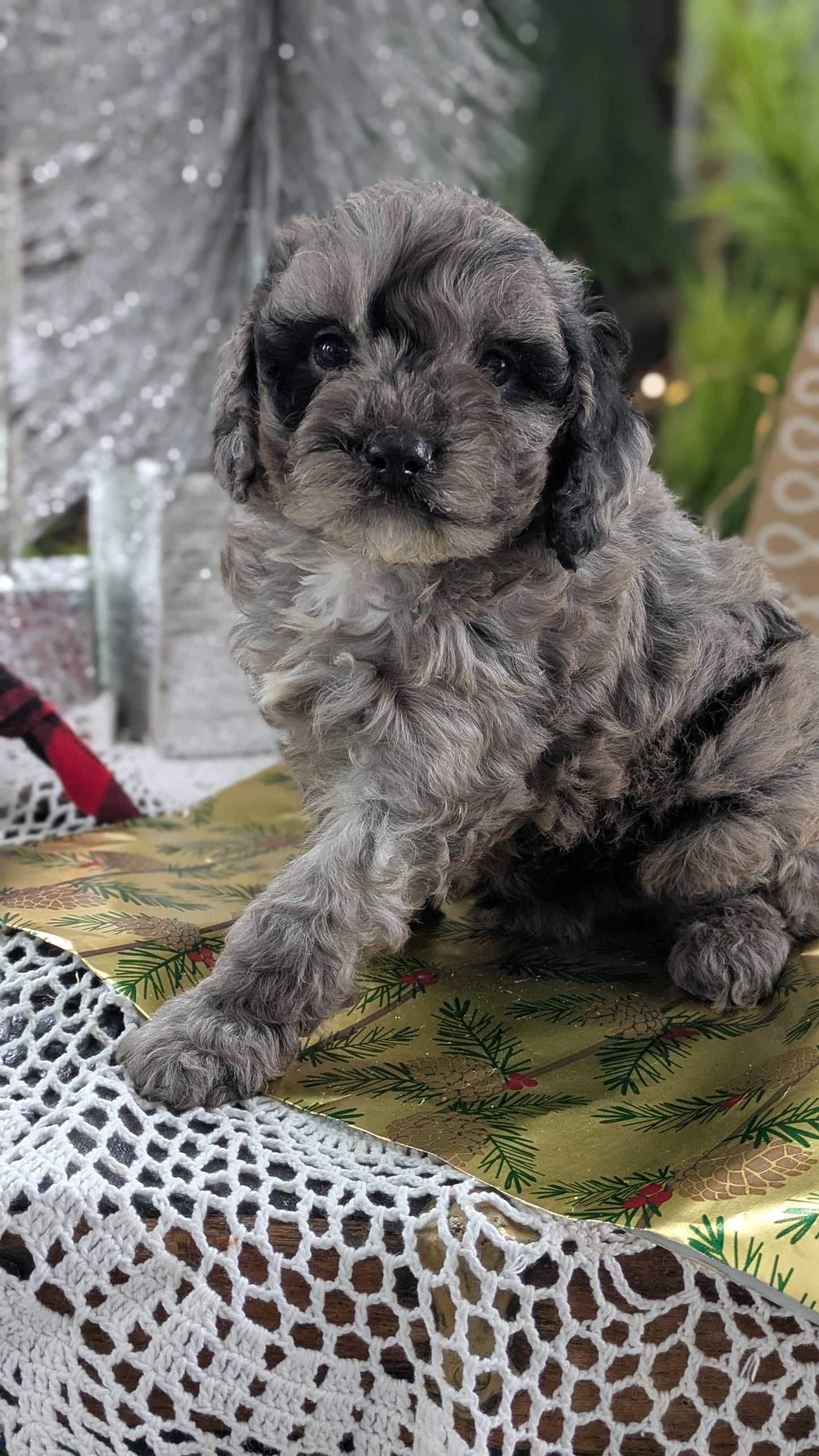 CAVAPOO (10/10) MALE