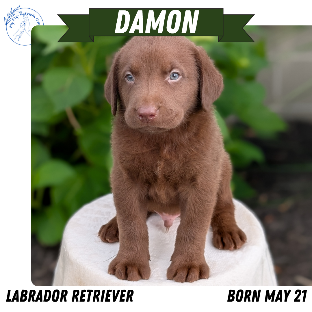 LABRADOR RETRIEVER (05/21) MALE