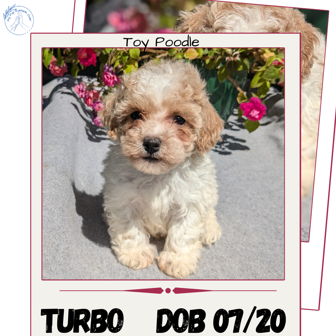 TOY POODLE (07/20) MALE