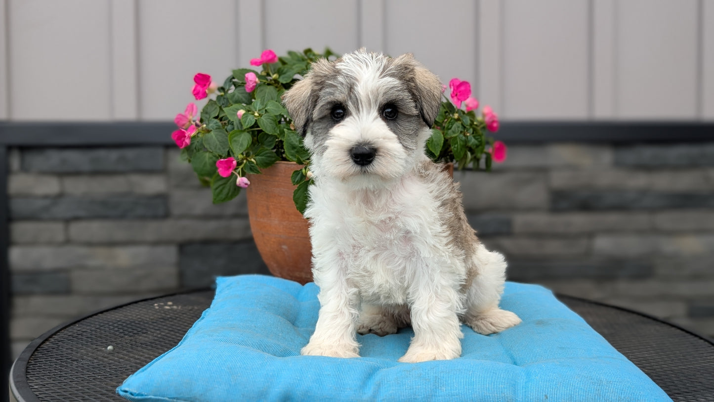MINI SCHNAUZER (07/10) MALE