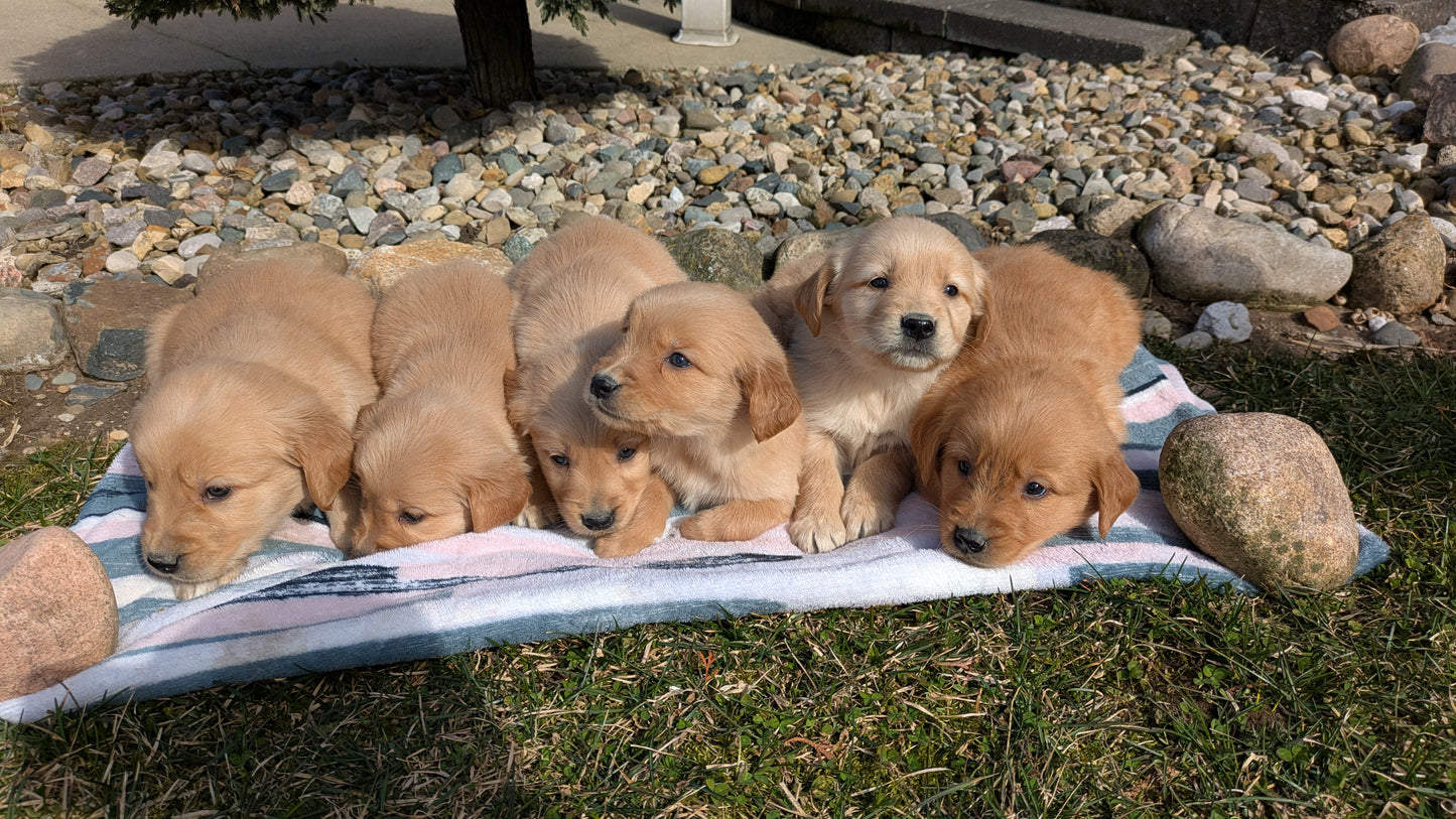 GOLDEN RETRIEVER (02/01) MALE