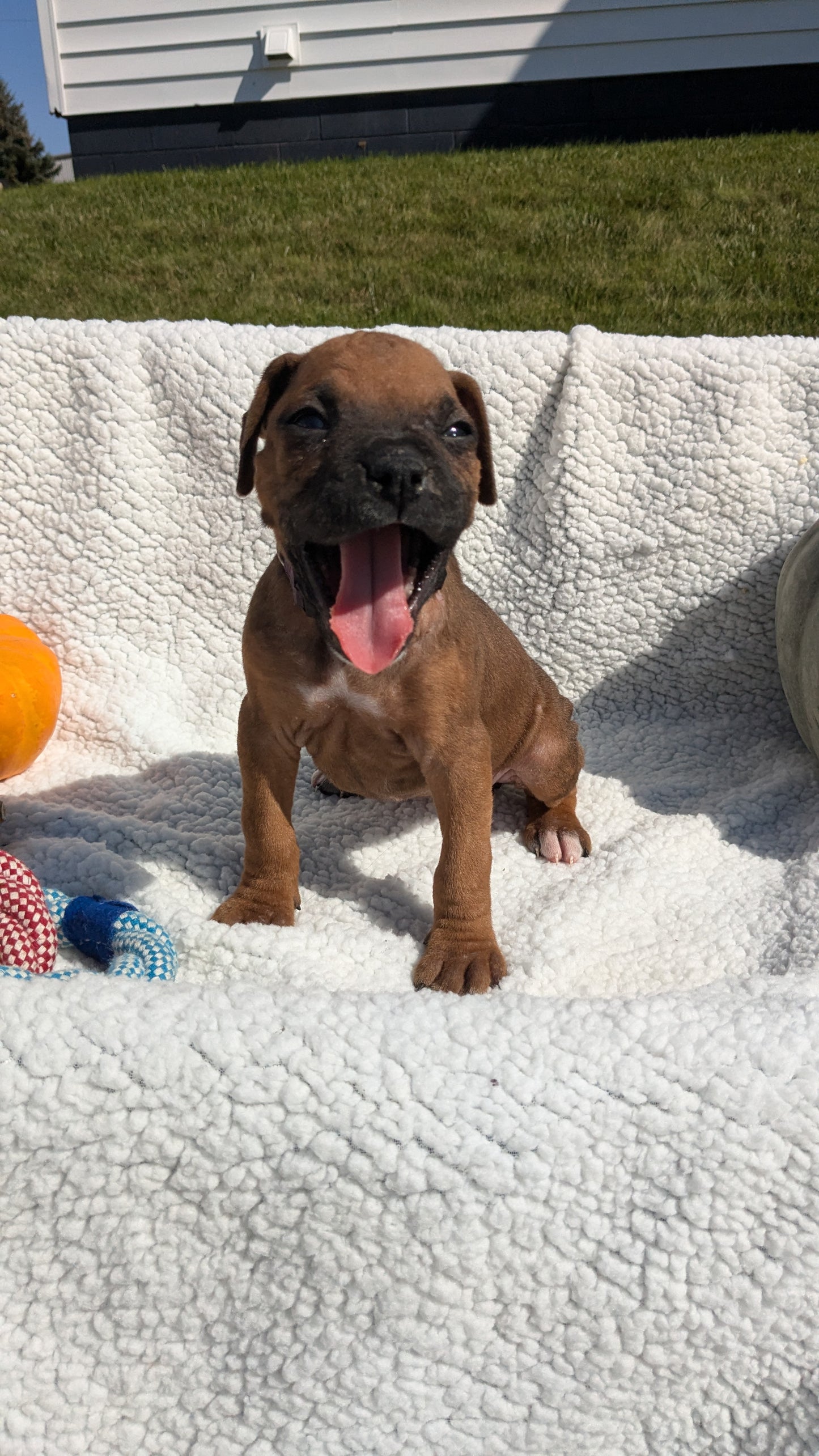 BOXER (08/27) FEMALE