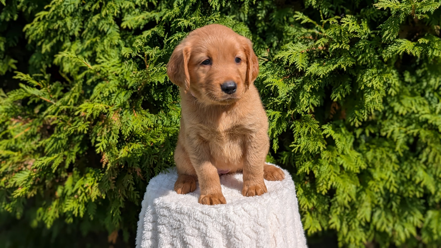 GOLDEN RETRIEVER (07/16) FEMALE