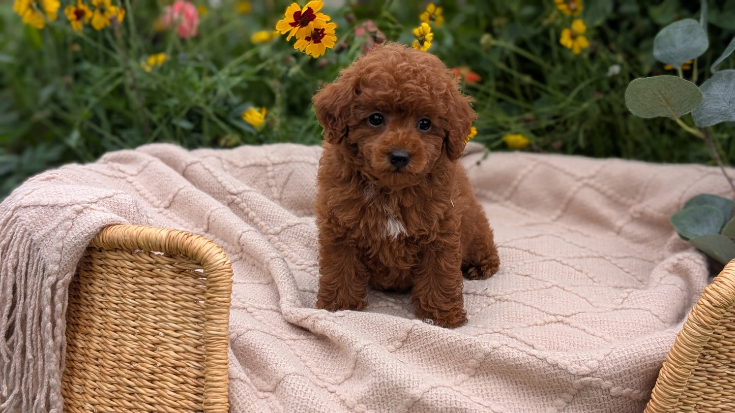 TOY POODLE (07/01) FEMALE