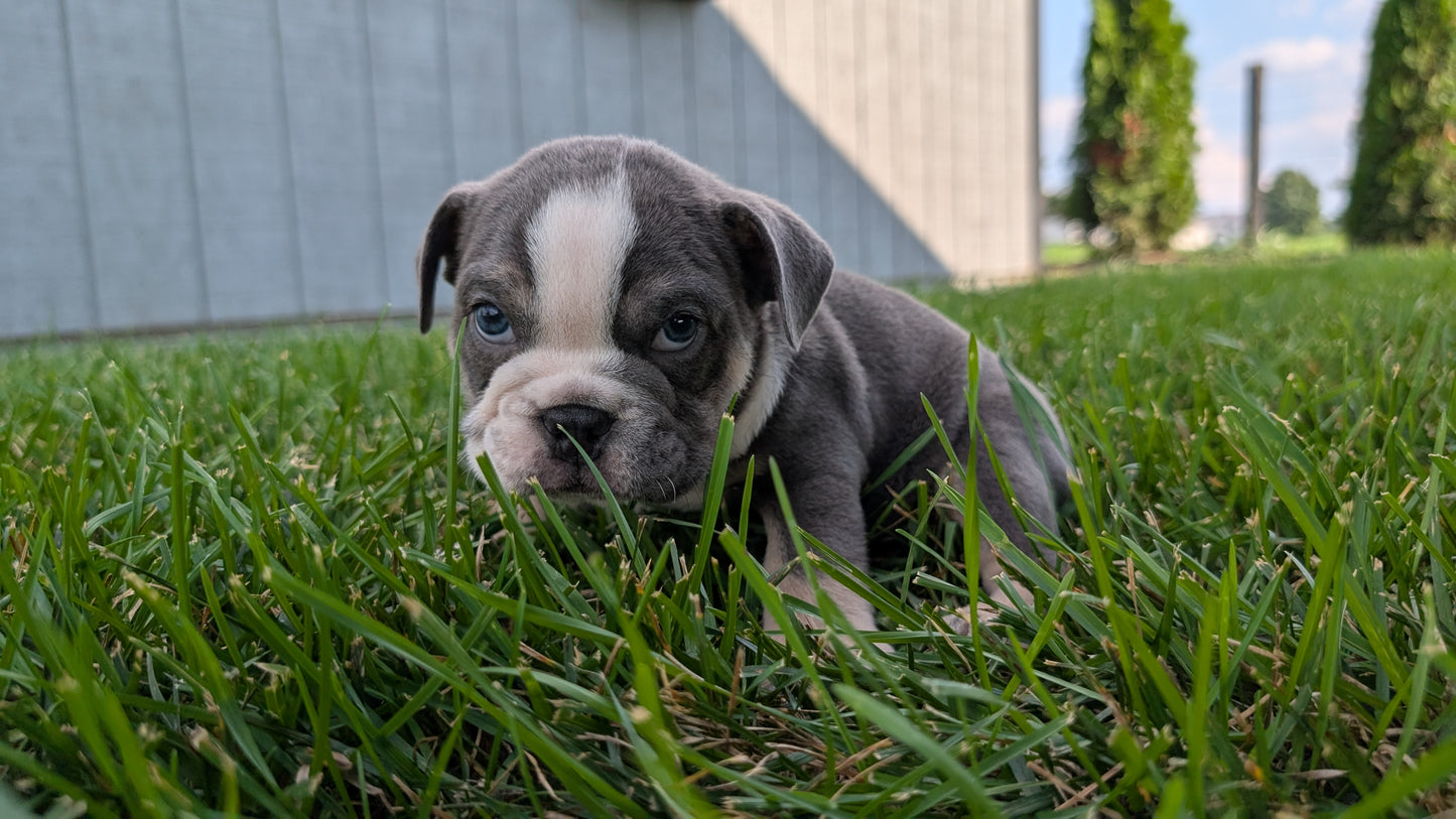 ENGLISH BULLDOG (06/30) MALE