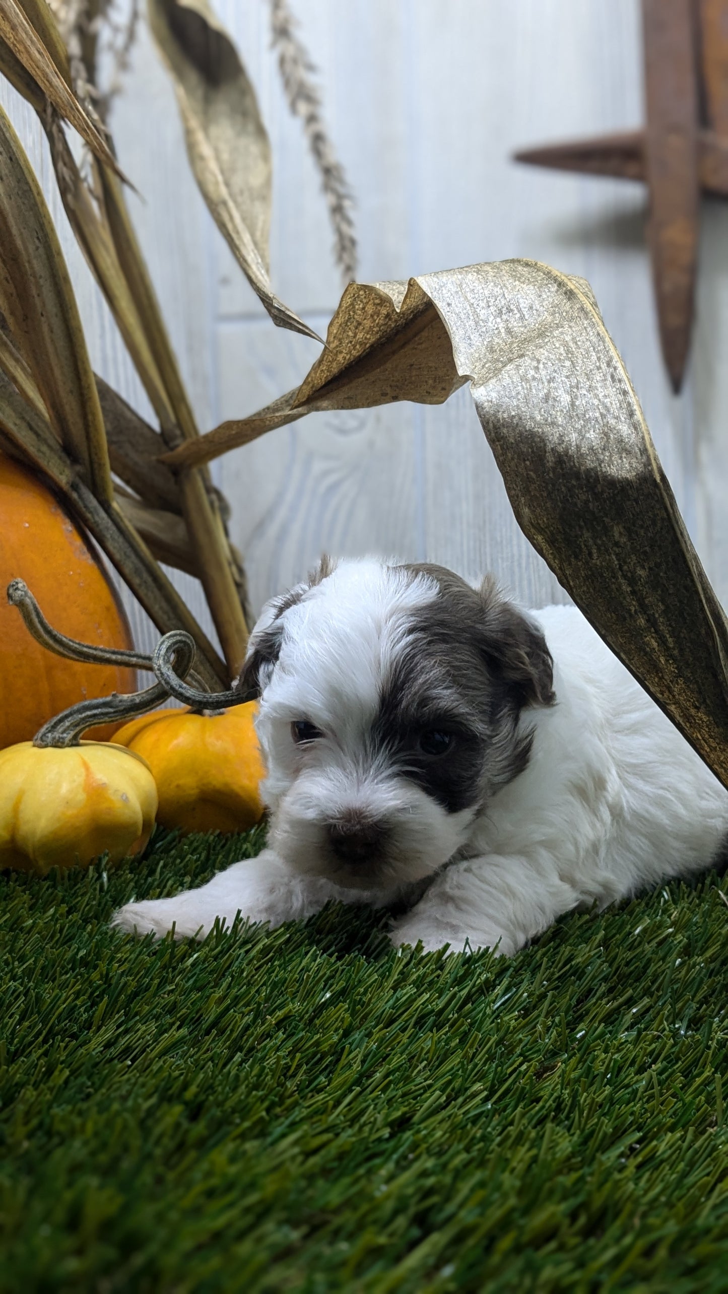HAVANESE (08/23) MALE