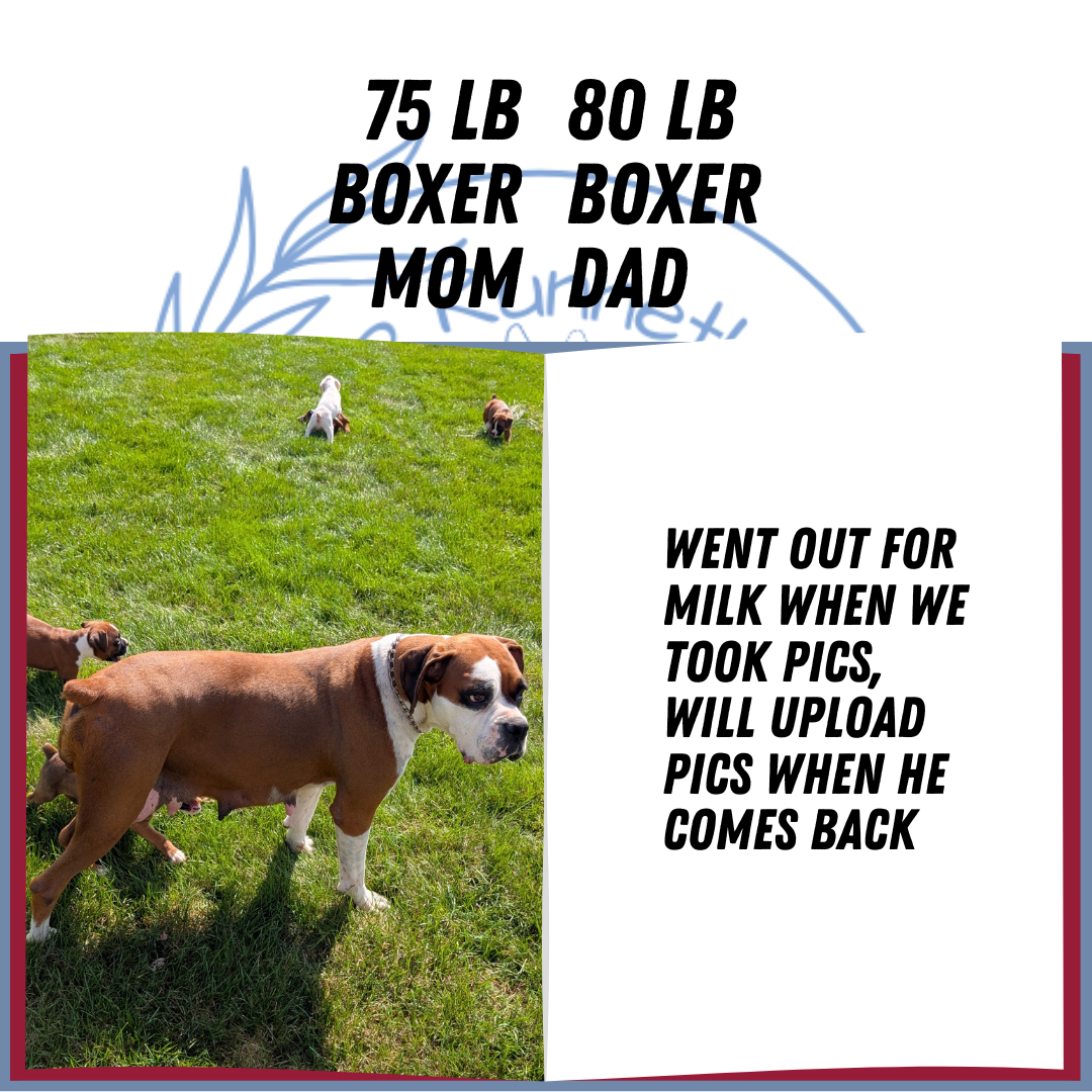 BOXER (08/20) MALE