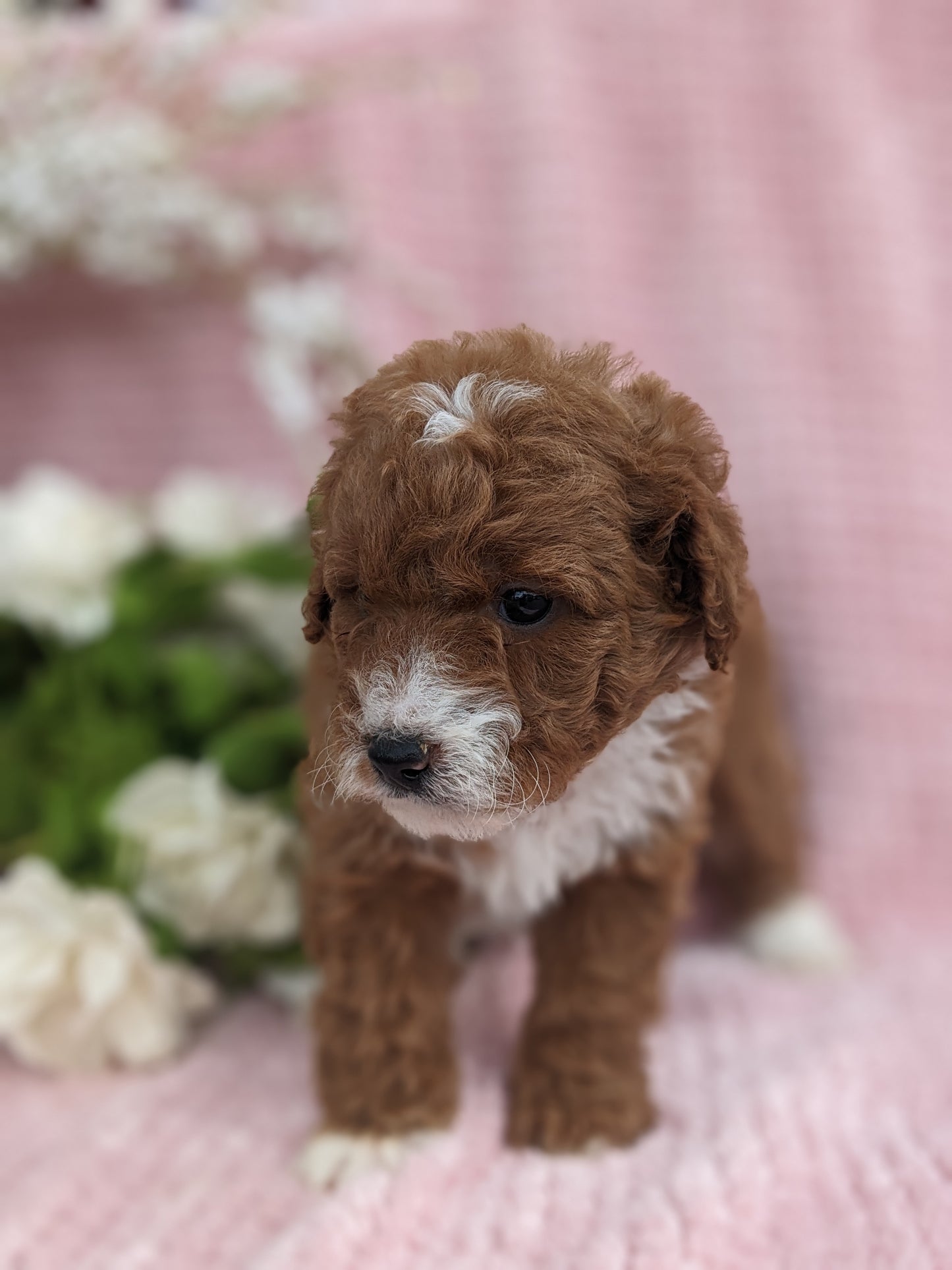 MINI GOLDENDOODLE (03/20) FEMALE