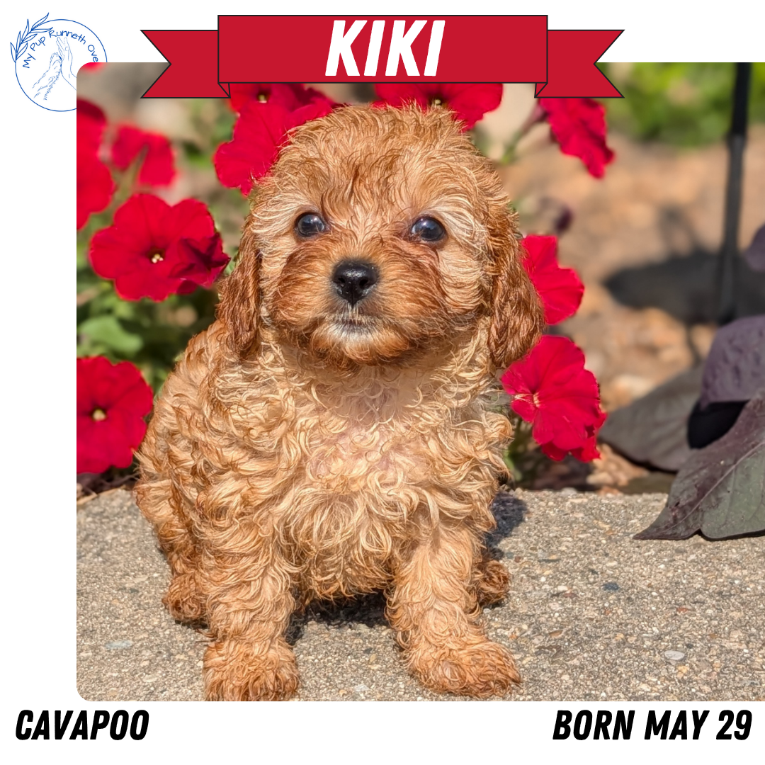 CAVAPOO (05/29) FEMALE