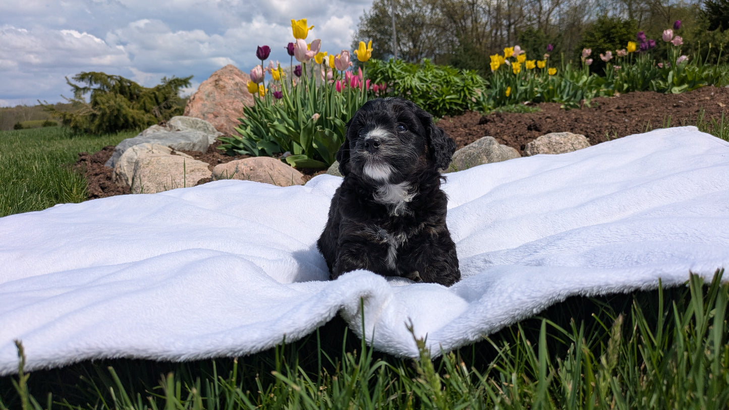 MINI BERNEDOODLE (03/30) FEMALE