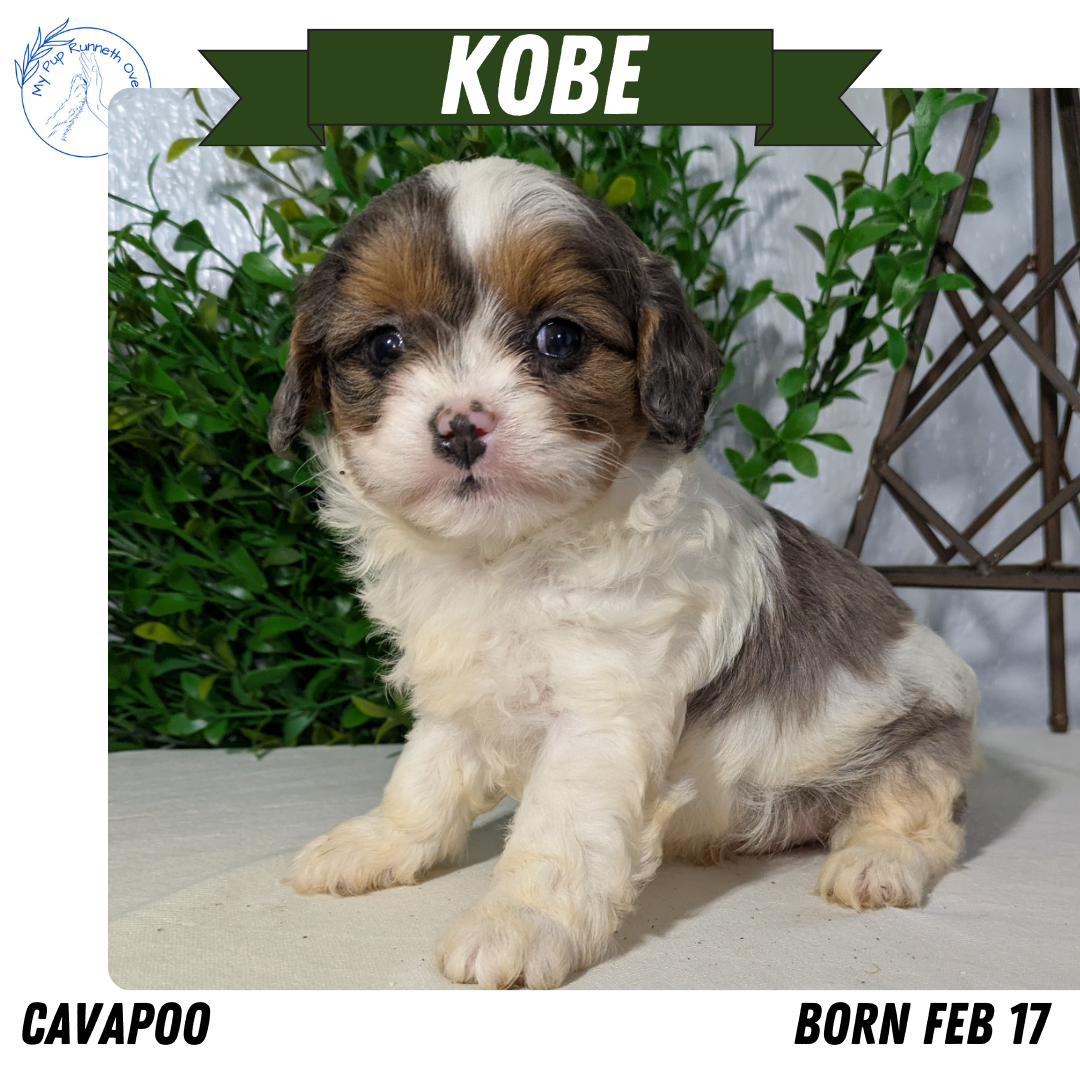 CAVAPOO (02/17) MALE