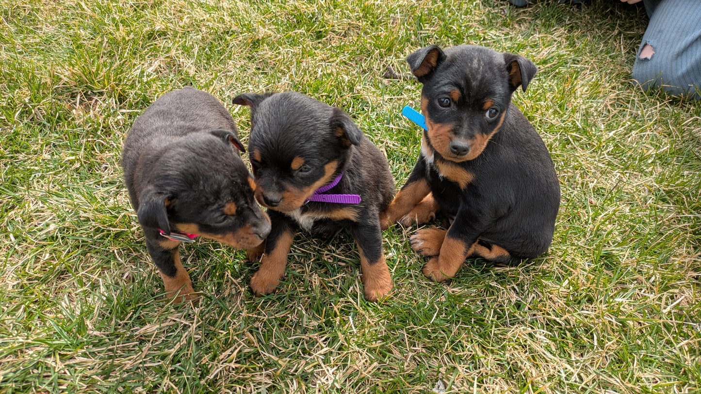 MINI PINSCHER (02/13) FEMALE