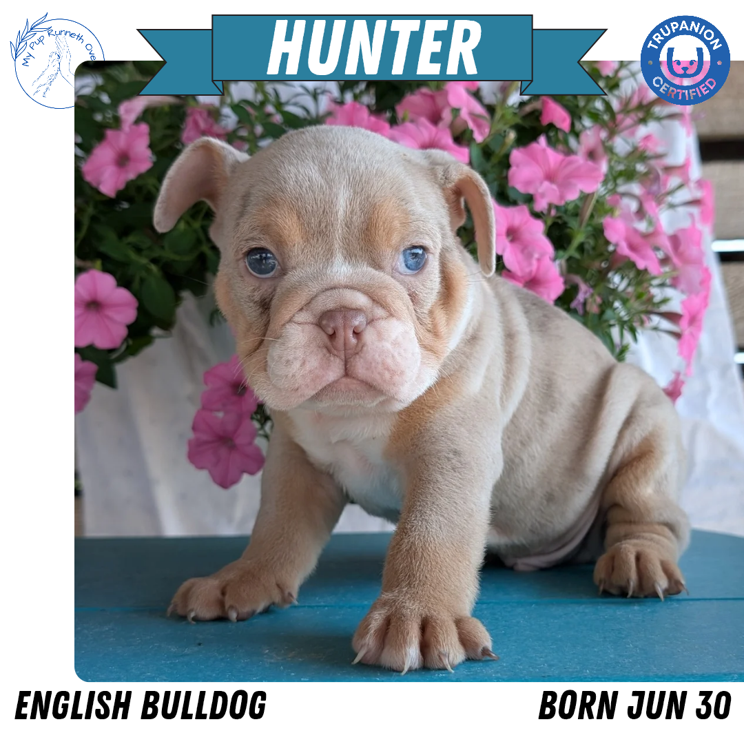 ENGLISH BULLDOG (06/30) MALE