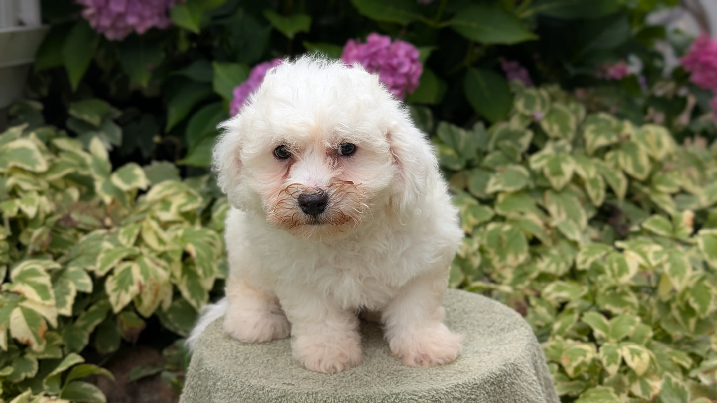 BICHON FRISE (06/19) MALE