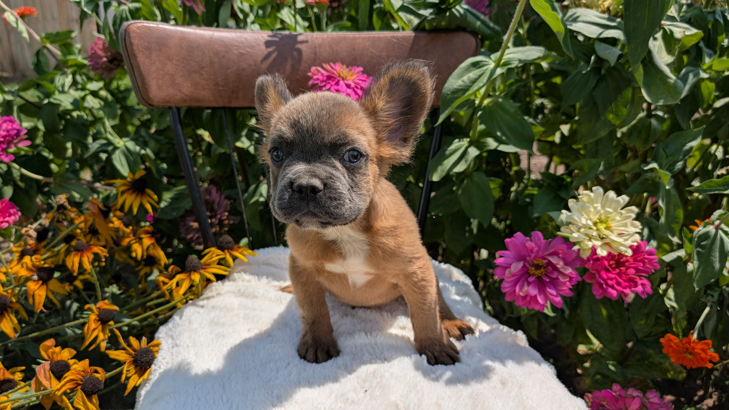FRENCH BULLDOG (05/07) MALE