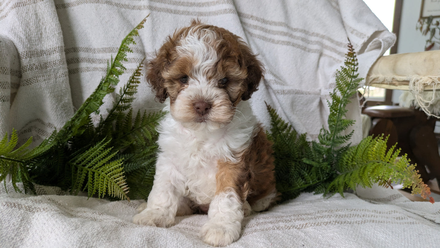 COCKAPOO (03/03) FEMALE