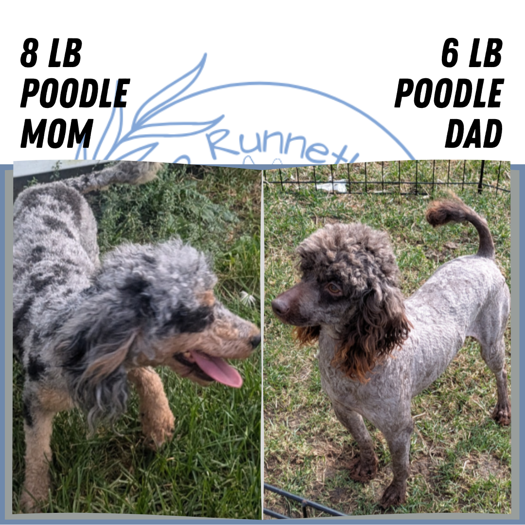 TOY POODLE (07/06) MALE