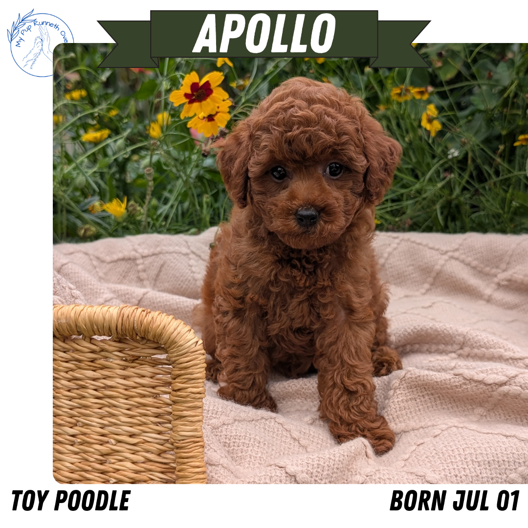 TOY POODLE (07/01) MALE