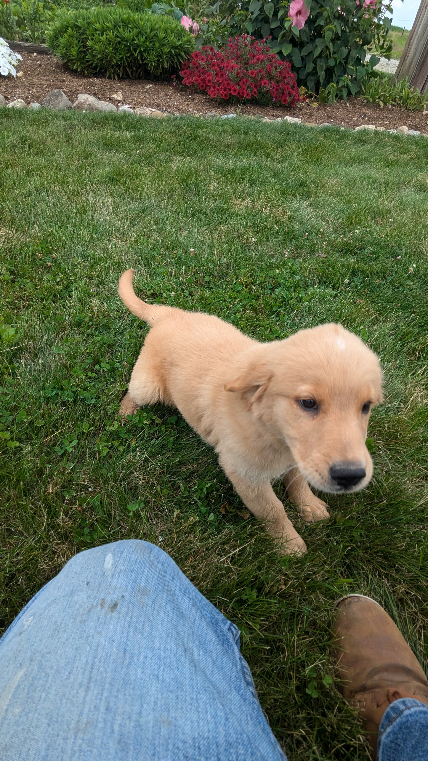 GOLDEN RETRIEVER (05/13) FEMALE