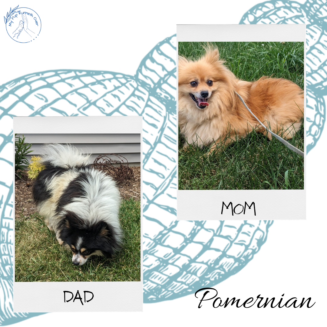 POMERANIAN (05/02) FEMALE