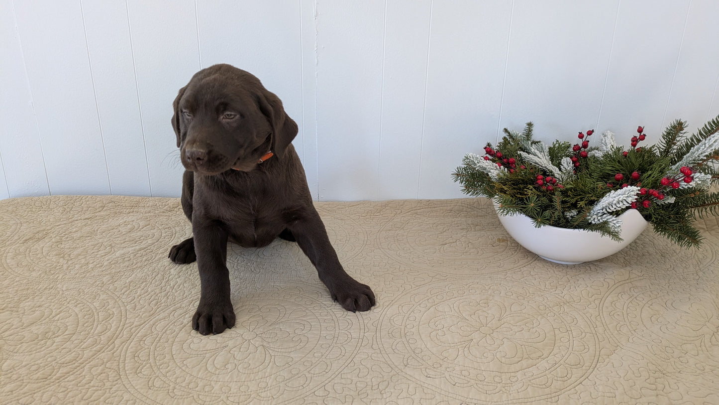 LABRADOR RETRIEVER (11/03) FEMALE