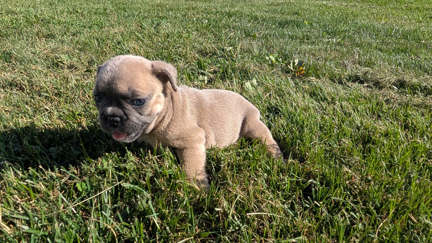 FRENCH BULLDOG (07/03) FEMALE