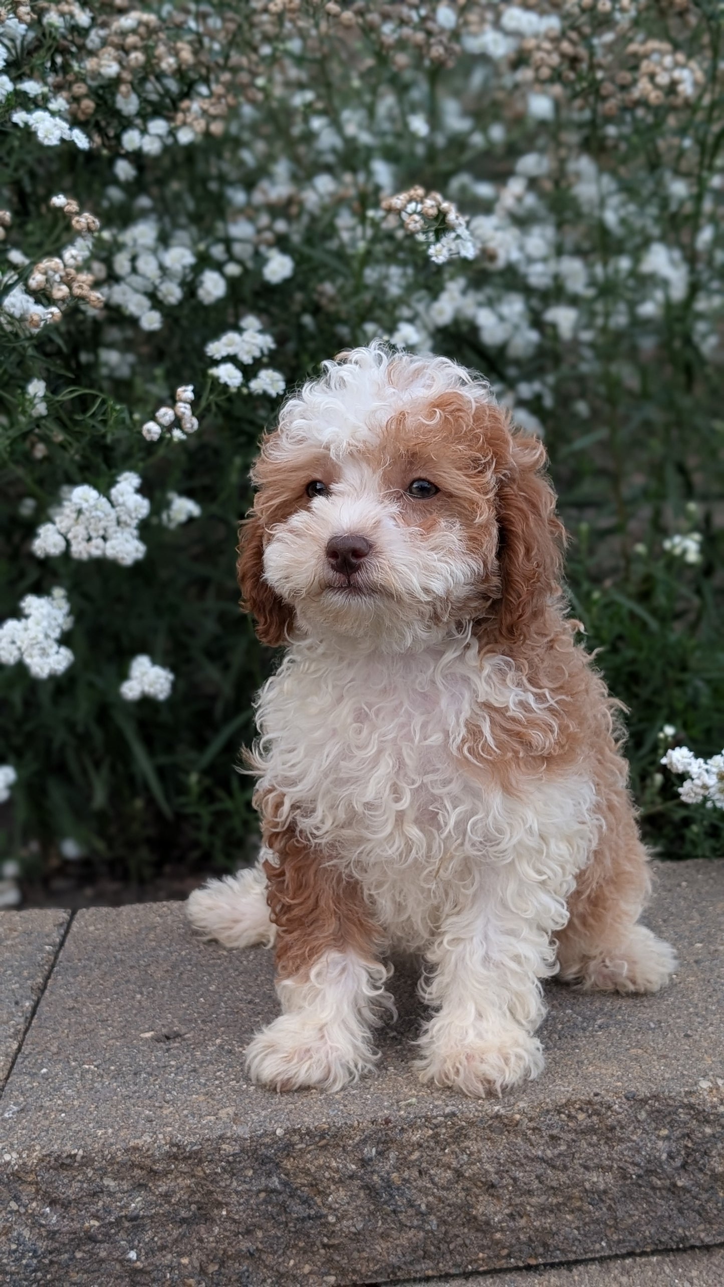 CAVAPOO (05/29) FEMALE
