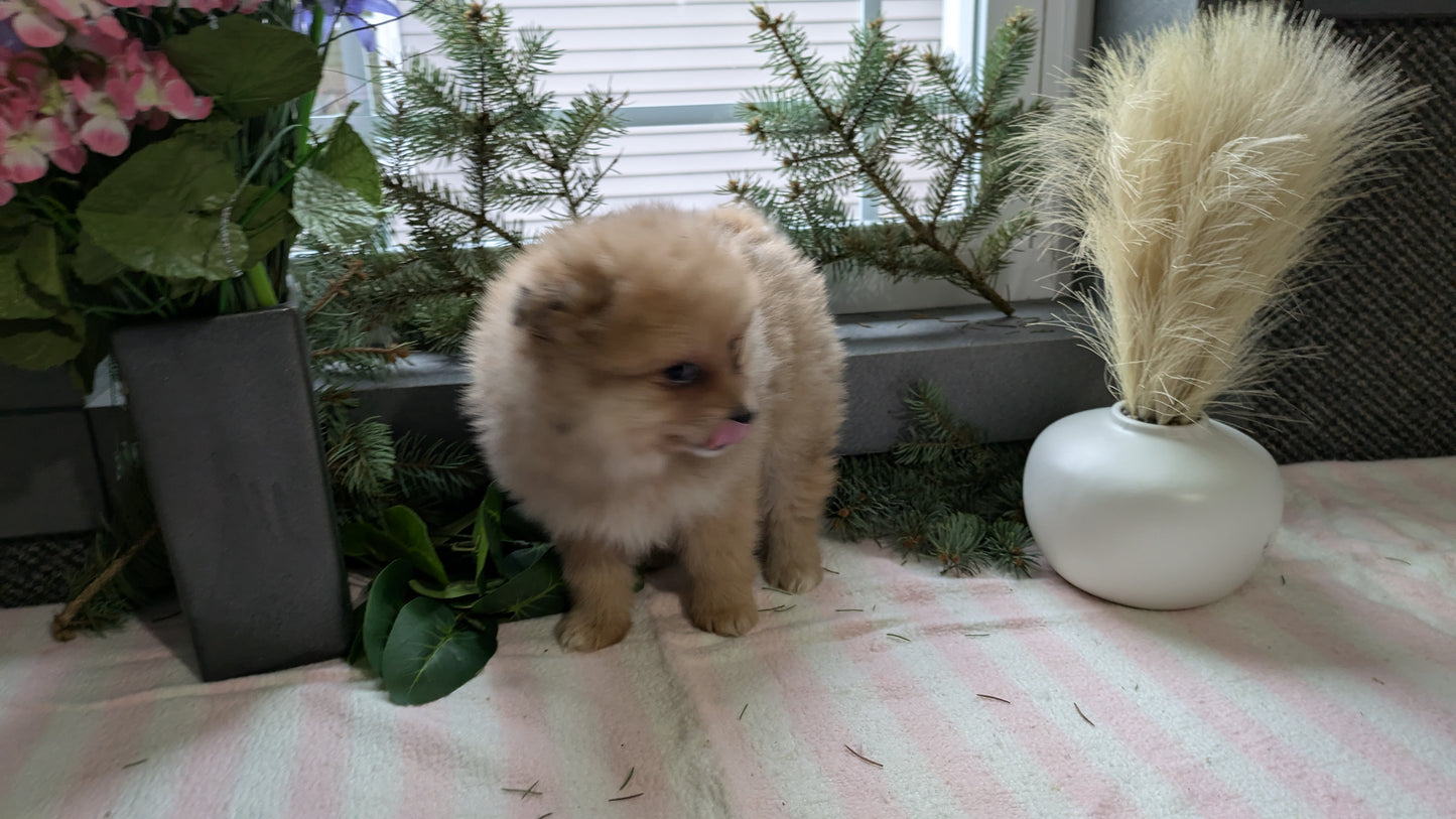 POMERANIAN (11/01) MALE