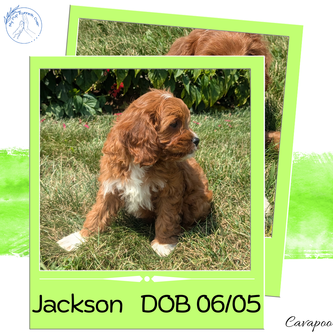 CAVAPOO (06/05) MALE