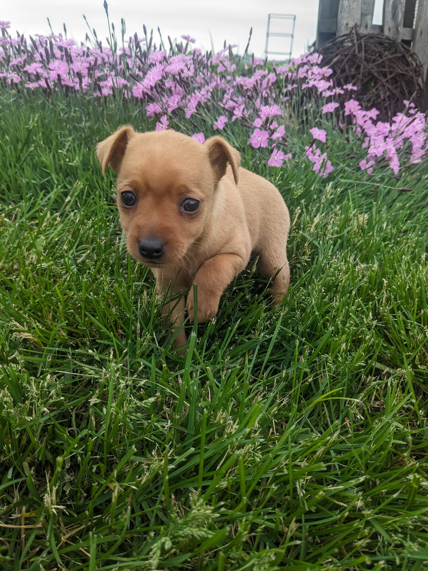 MINI PINSCHER (04/10) FEMALE