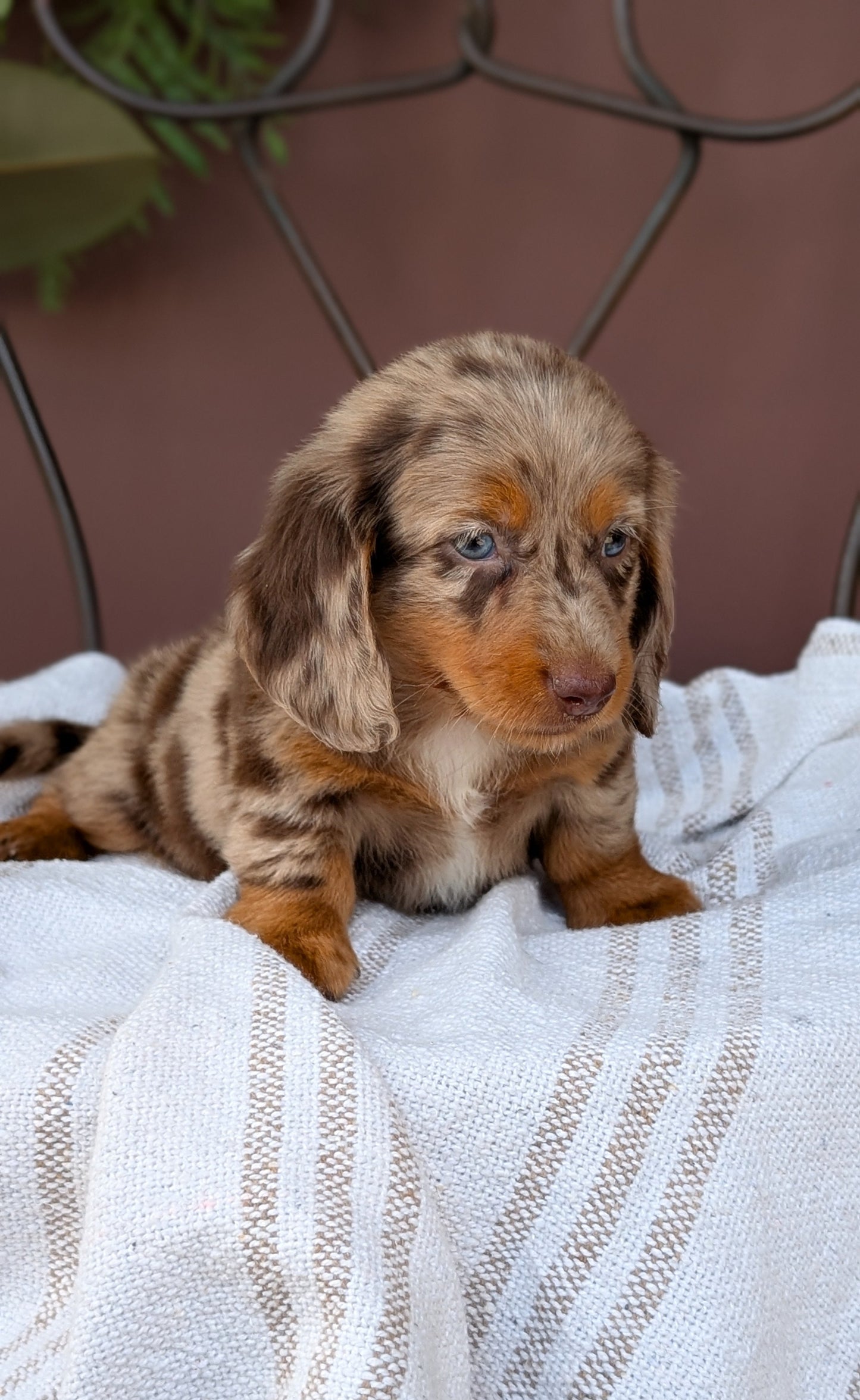 MINI DACHSHUND (MAY 26) FEMALE