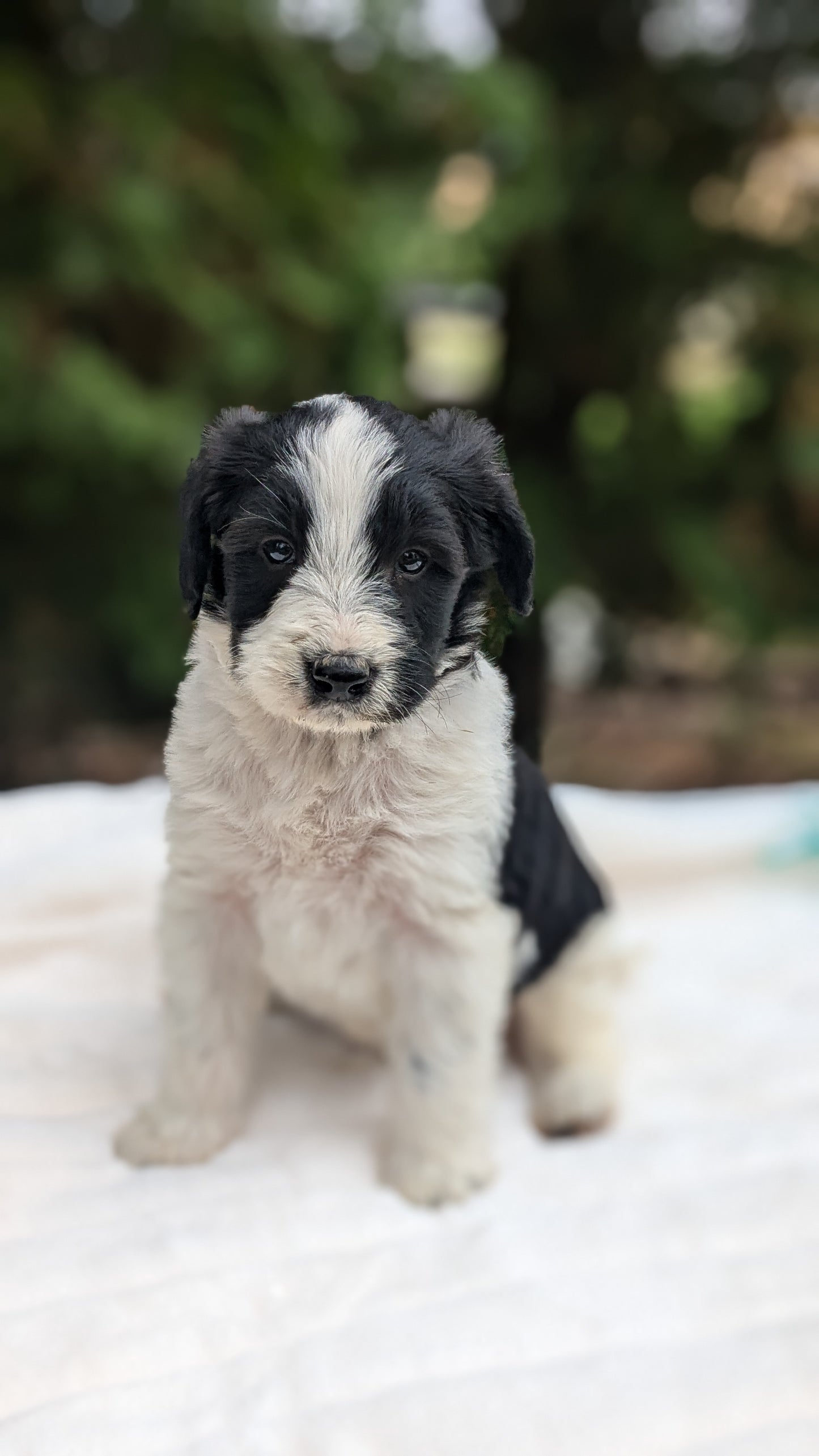 MINI BERNEDOODLE (09/24) MALE