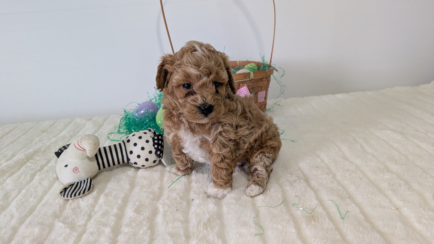 MINI POODLE (03/13) FEMALE