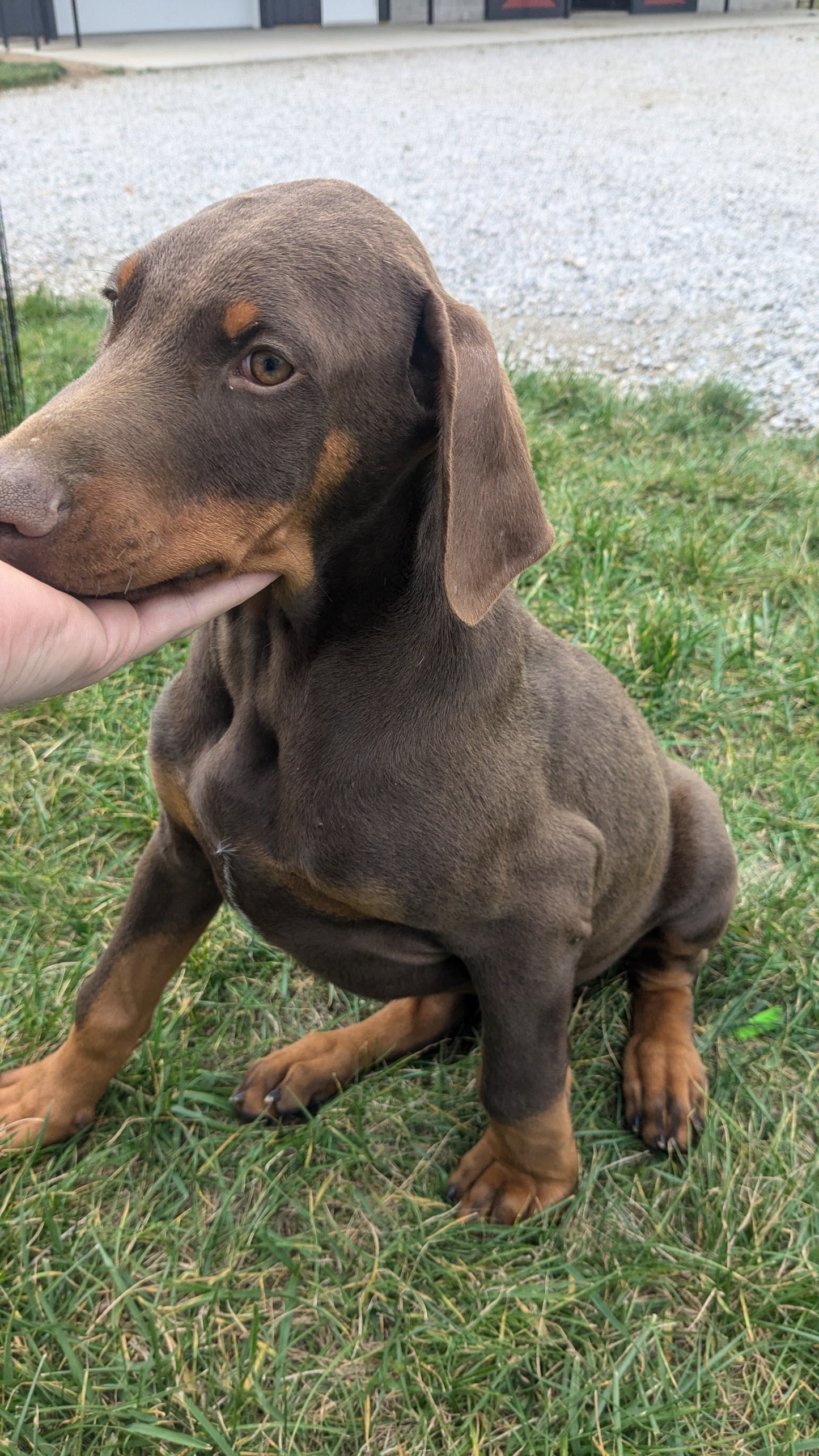 DOBERMAN PINSCHER (08/11) MALE