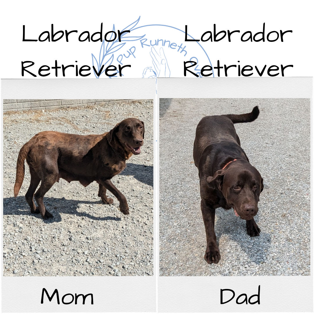 LABRADOR RETRIEVER (08/05) FEMALE