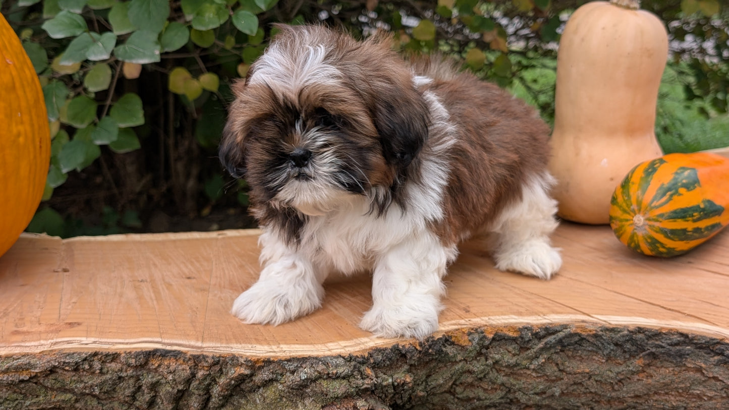 SHIH TZU (08/19) MALE