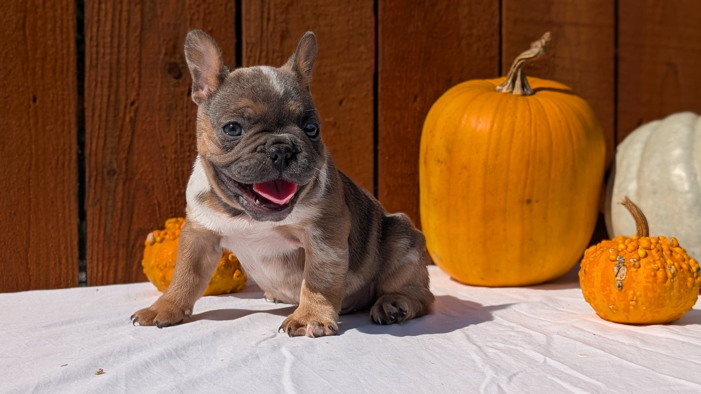 FRENCH BULLDOG (08/12) MALE