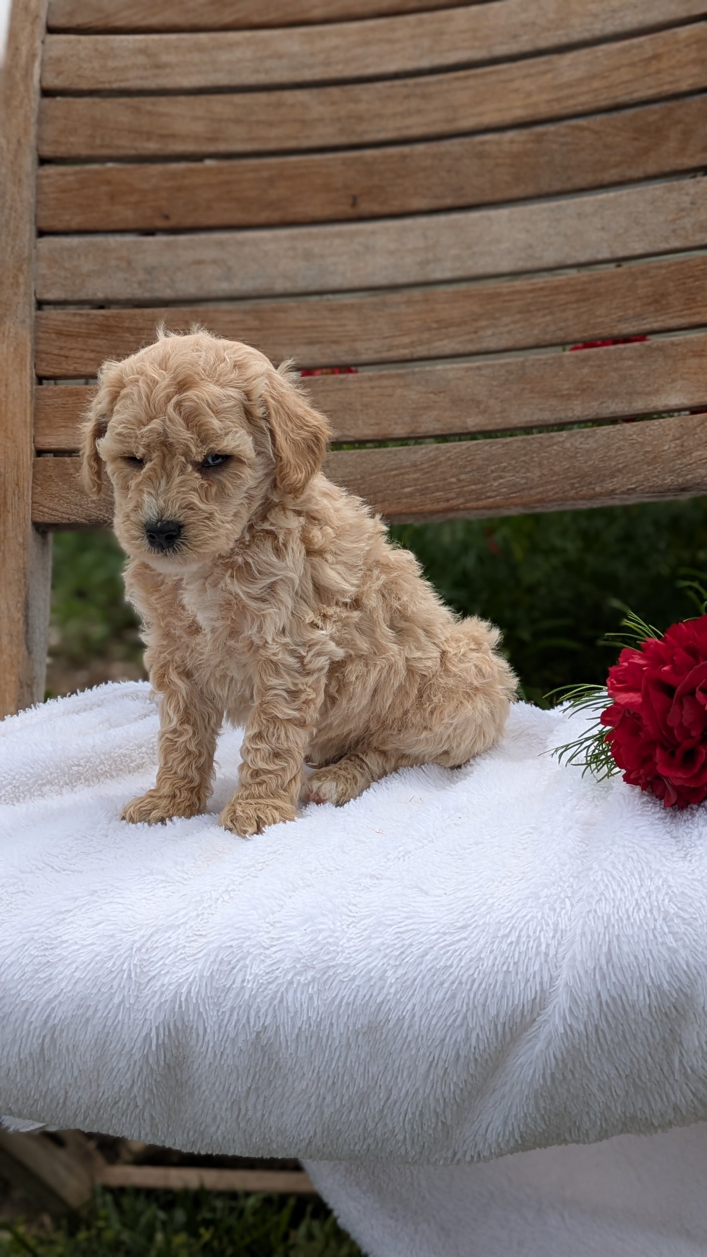 MINI POODLE (03/30) MALE