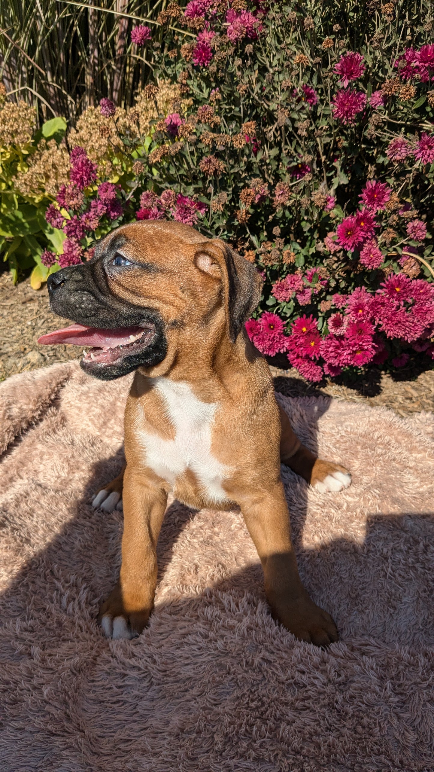 BOXER (09/08) MALE