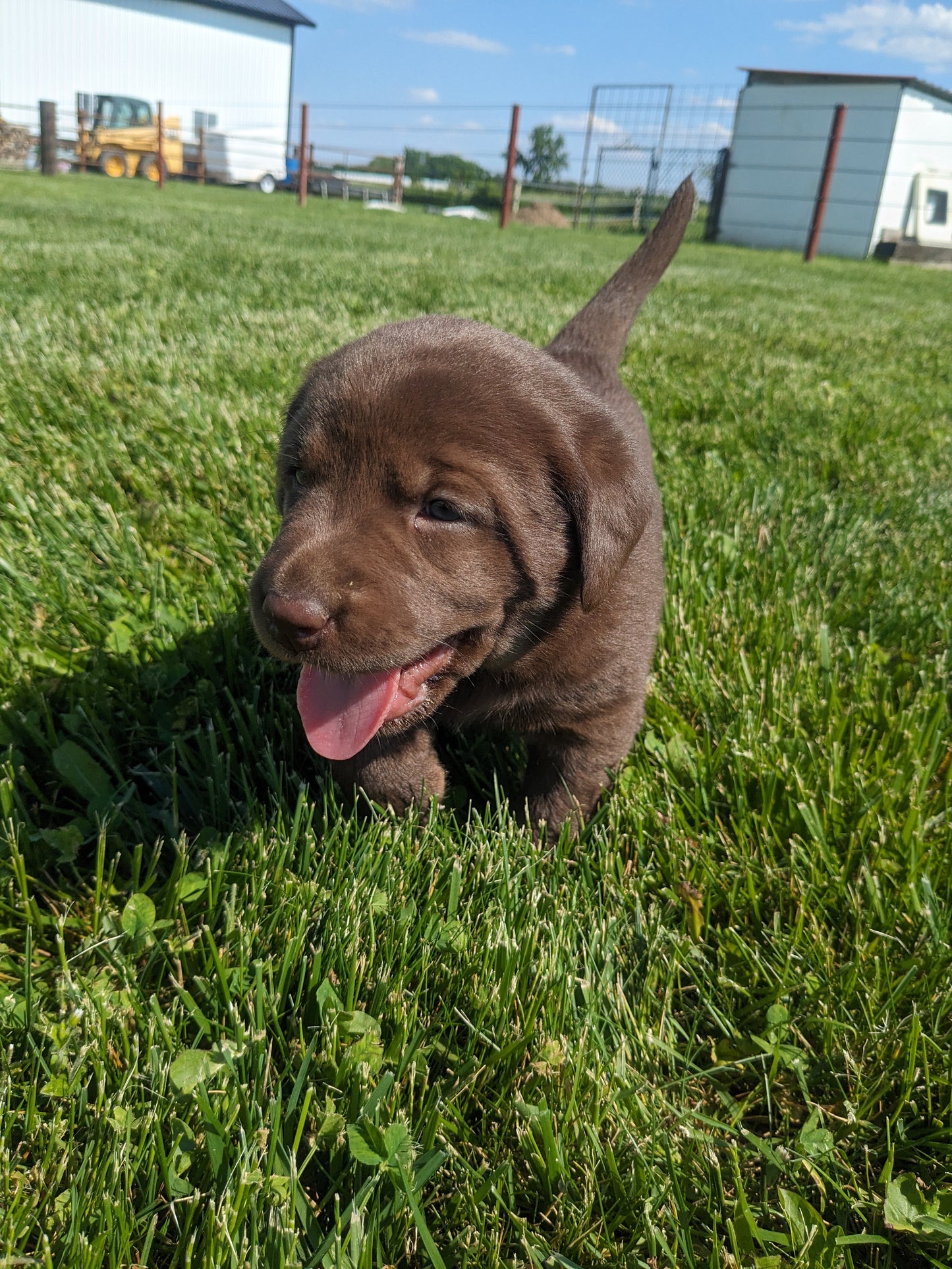 CHOCOLATE LAB (04/21) FEMALE