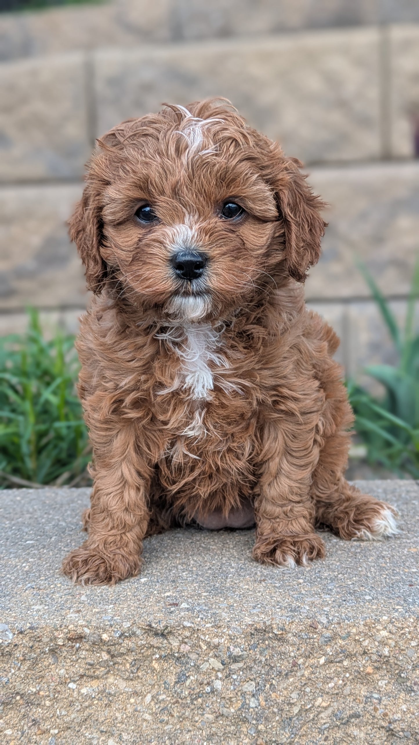 CAVAPOO (03/24) FEMALE