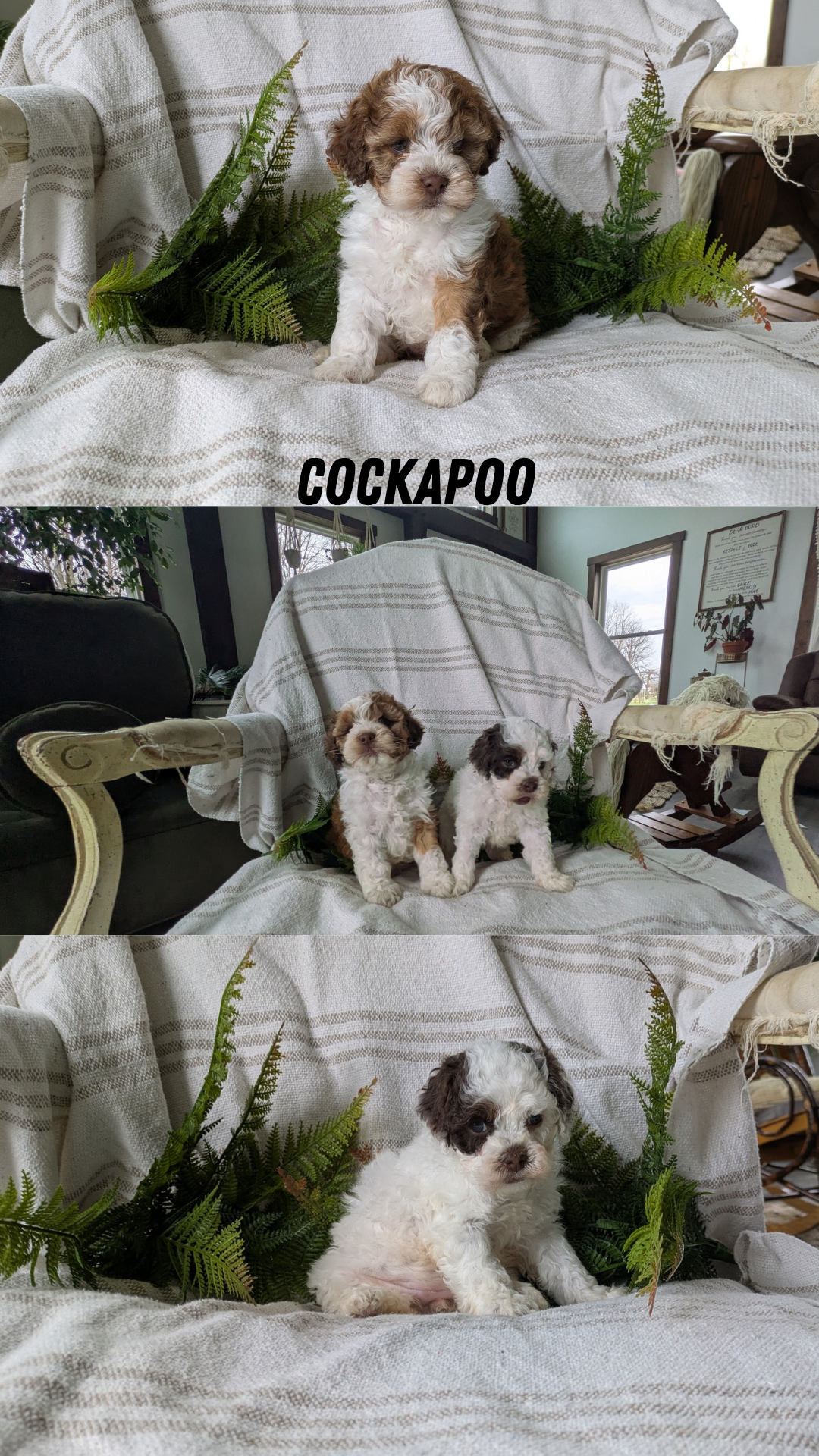 COCKAPOO (03/03) FEMALE