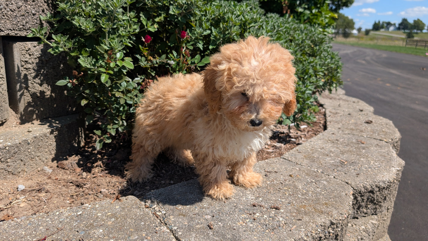 MINI POODLE (05/19) FEMALE