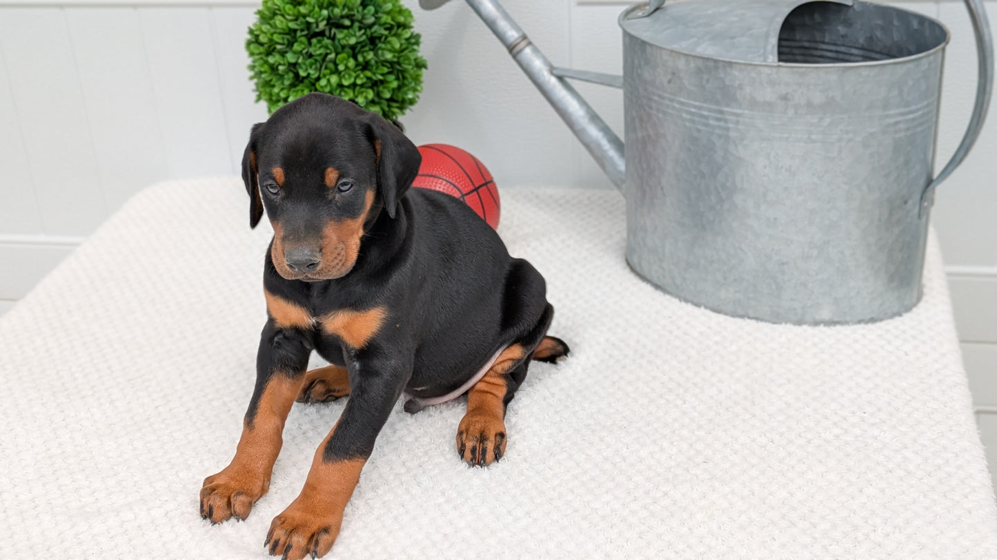 DOBERMAN PINSCHER (03/22) MALE