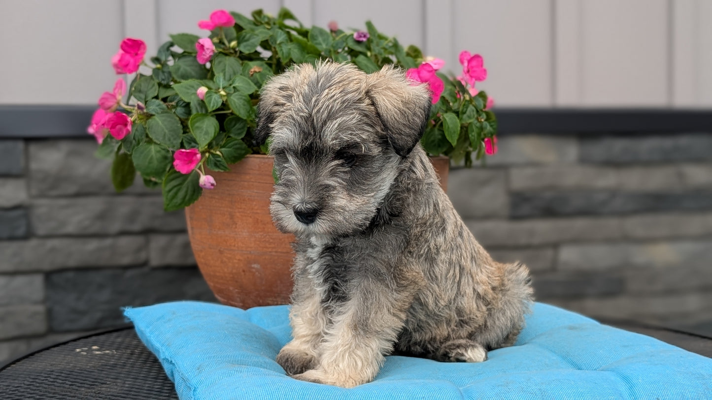 MINI SCHNAUZER (07/10) FEMALE