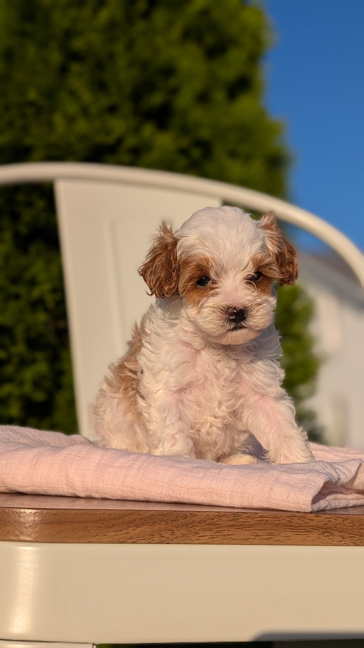 CAVAPOO (MAY 09) FEMALE