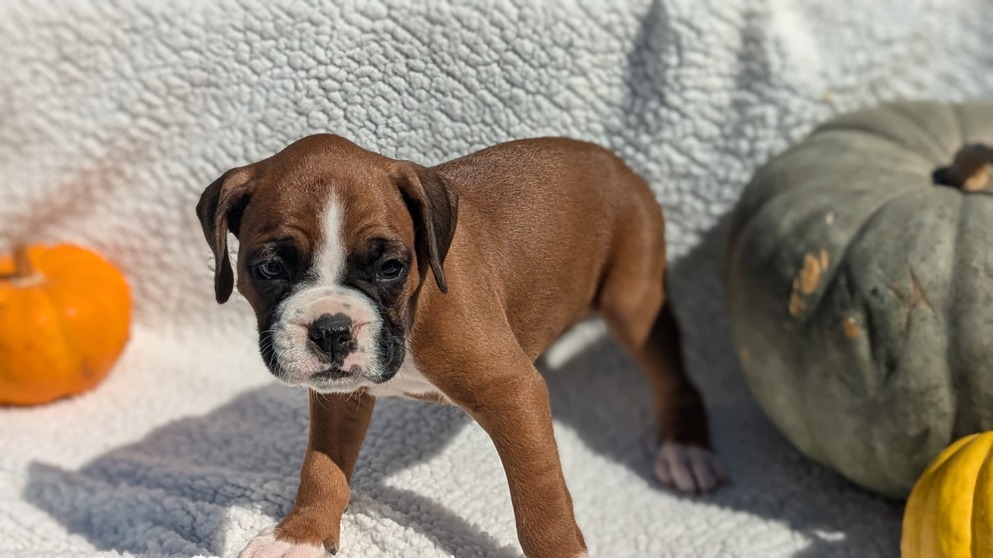 BOXER (08/27) FEMALE